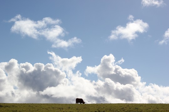 Small cow on a big horizon