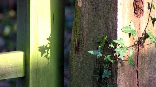 Sunshine on gate post with ivy