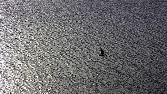 Seagull flying across the water