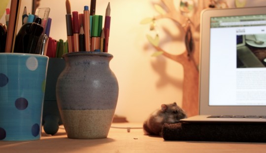 Hamster on a desk