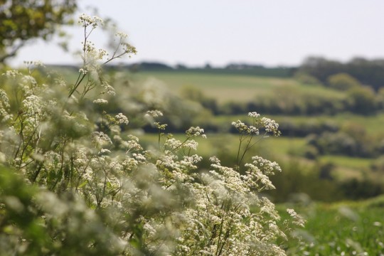 Cow-parsley with hills in the background