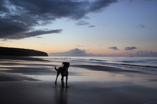 Rolo on the beach at sundown