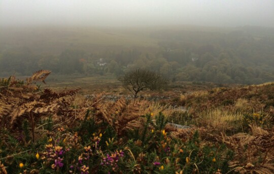 Morning fog in Dartmoor