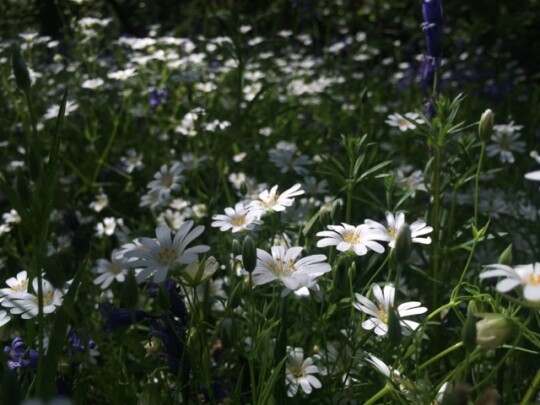 Daisies